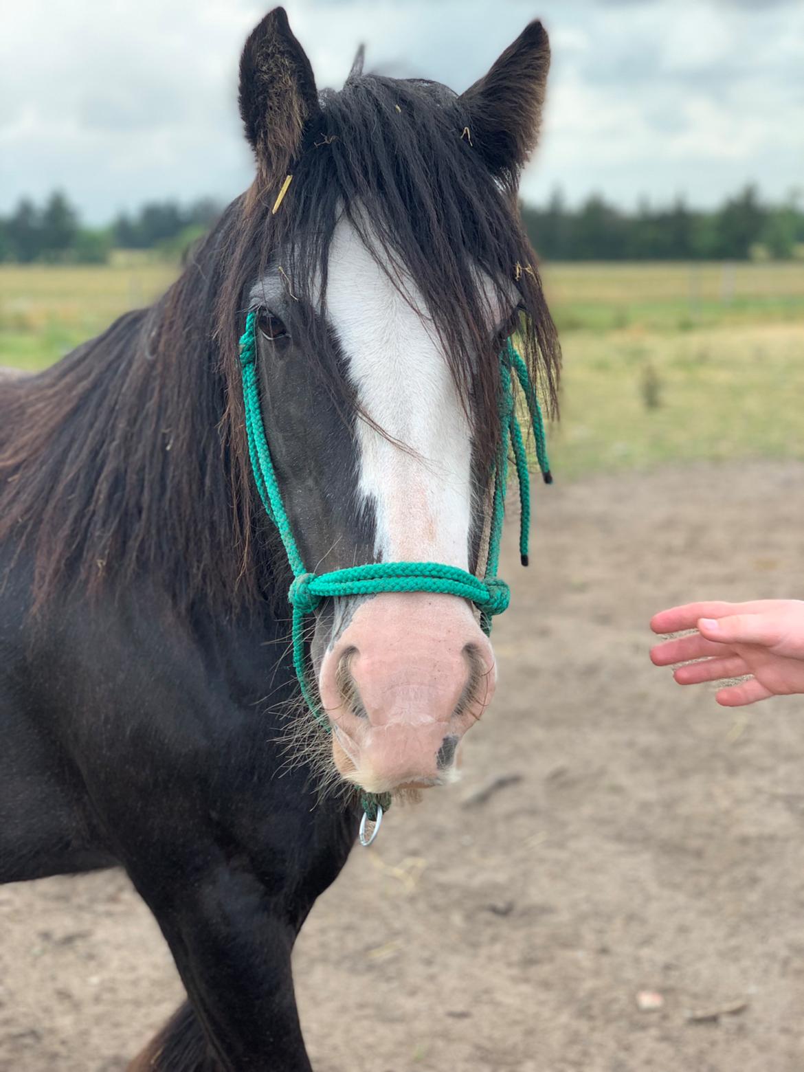 Irish Cob Murphy's Black Beauty *solgt* billede 10
