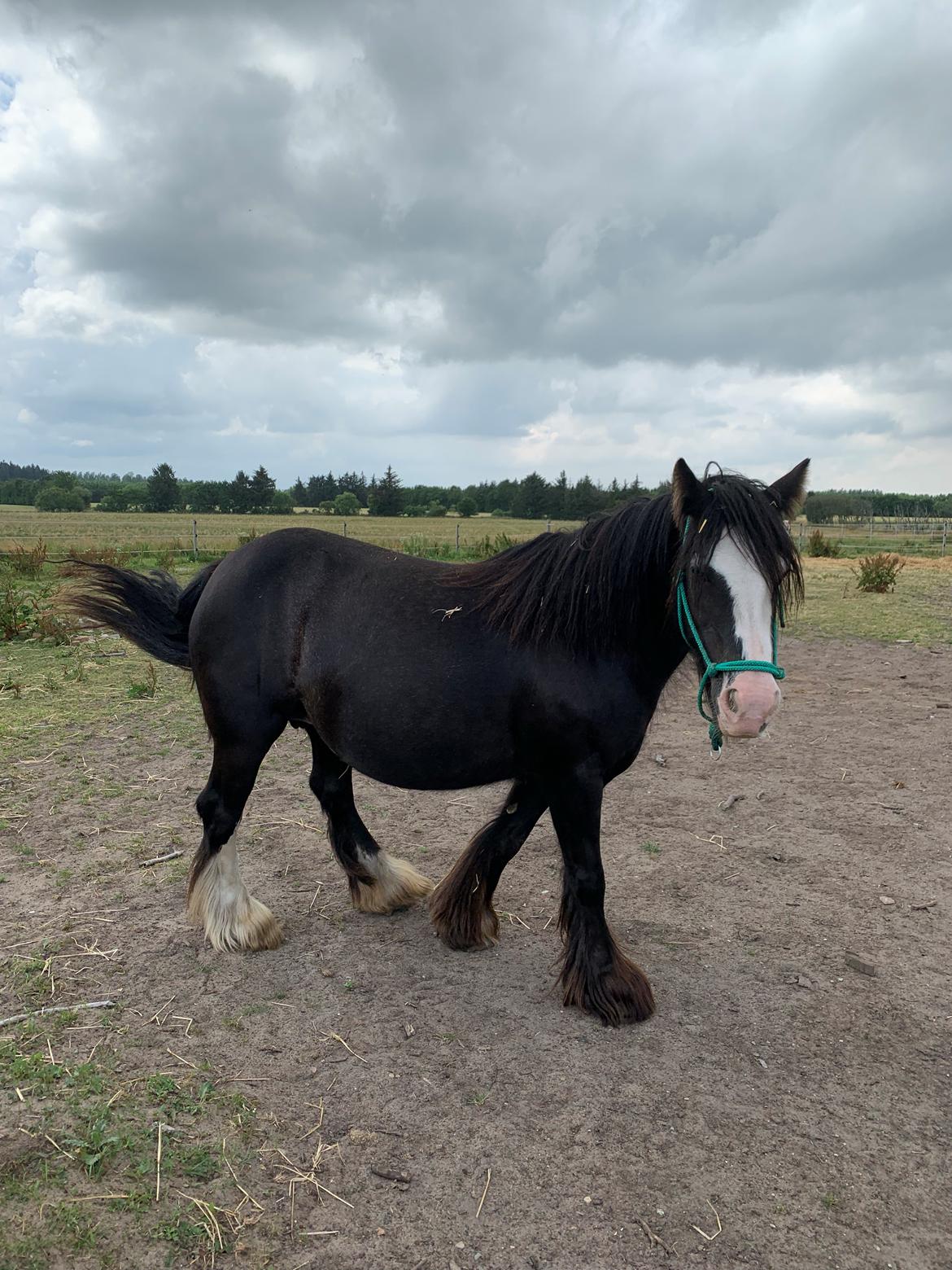 Irish Cob Murphy's Black Beauty *solgt* billede 12