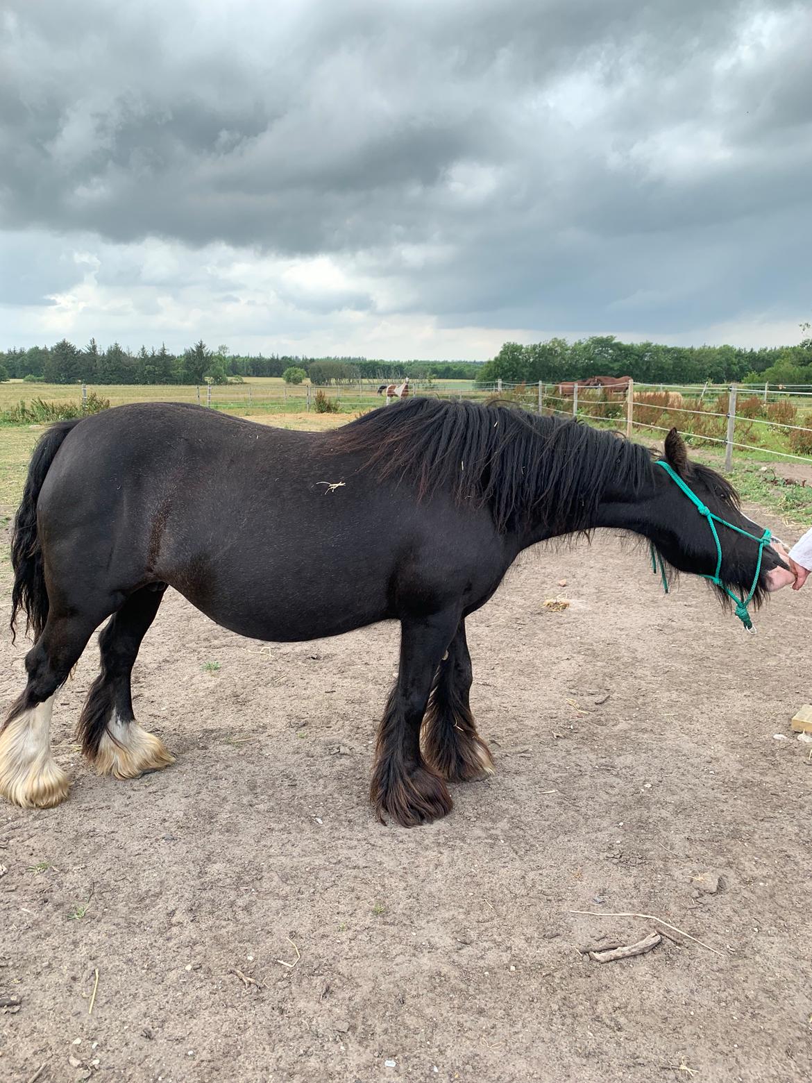 Irish Cob Murphy's Black Beauty *solgt* billede 11