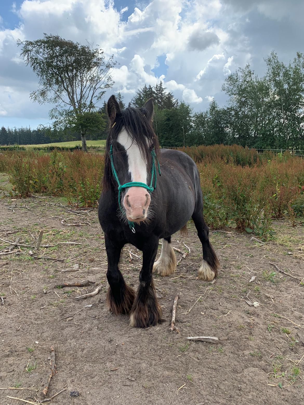 Irish Cob Murphy's Black Beauty *solgt* billede 14