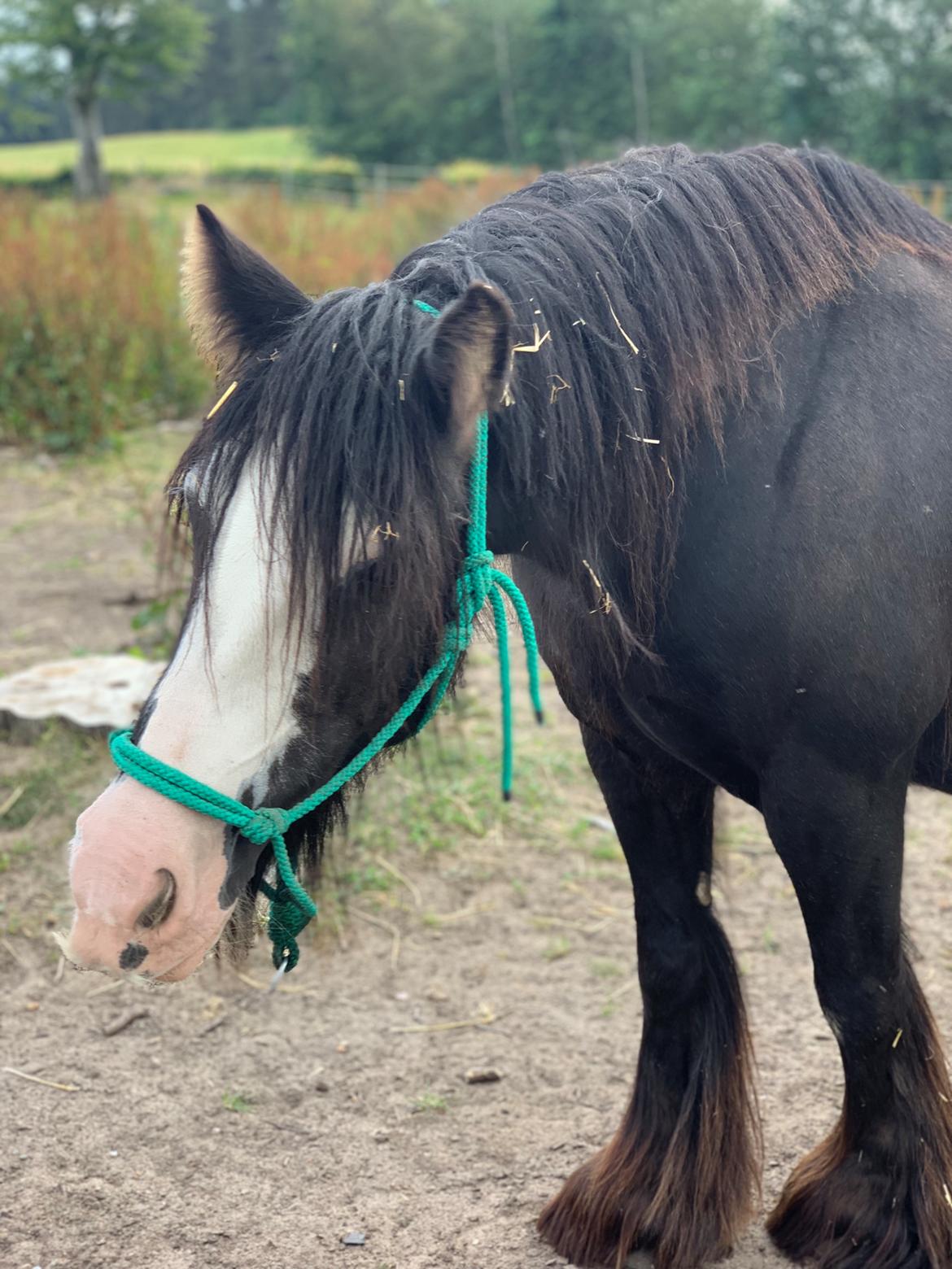 Irish Cob Murphy's Black Beauty *solgt* billede 16