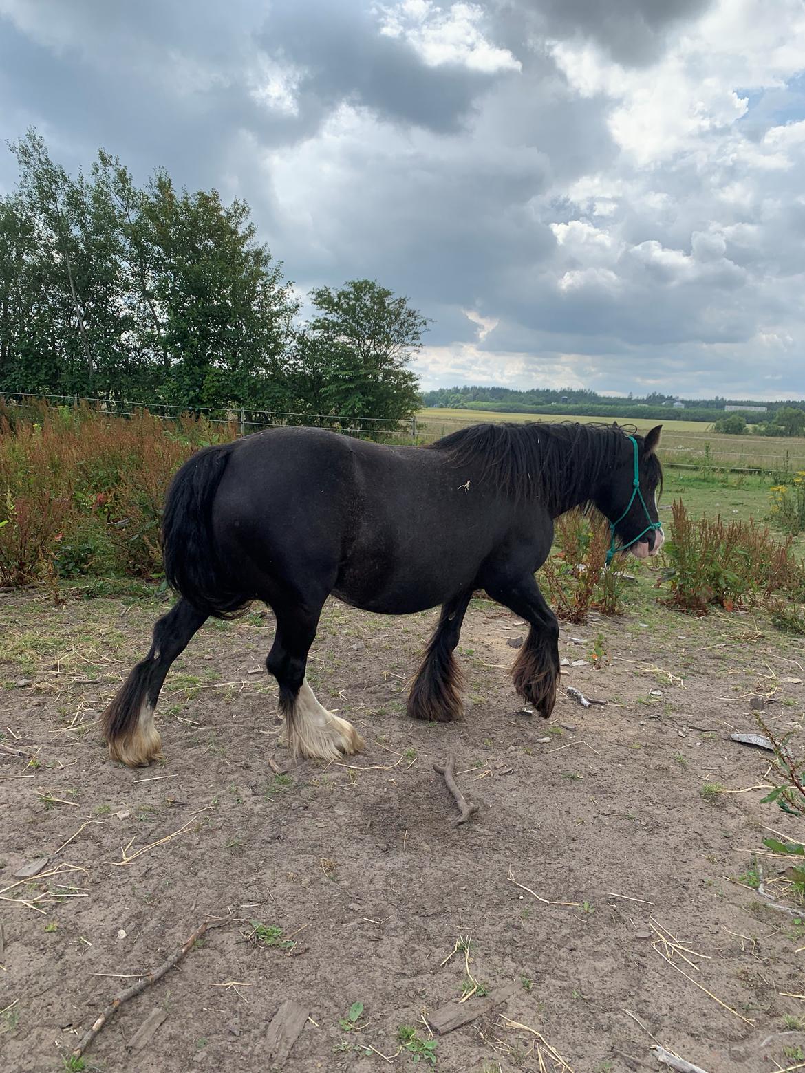 Irish Cob Murphy's Black Beauty *solgt* billede 15