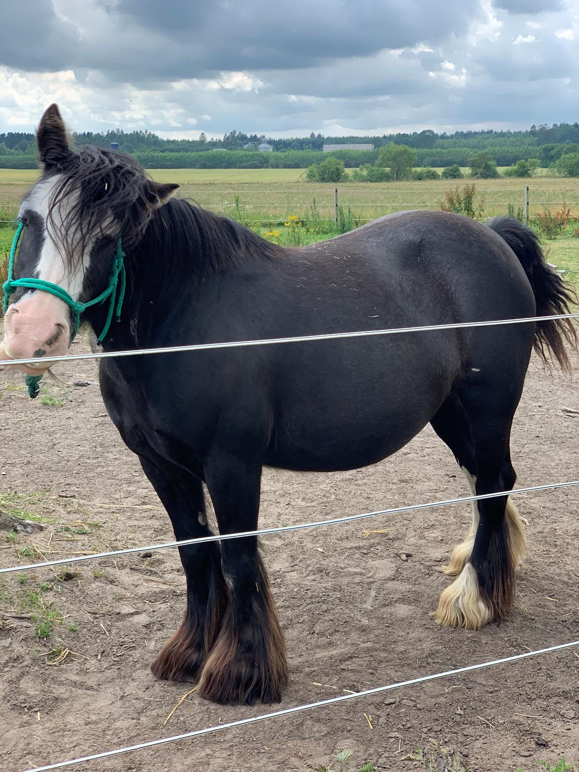Irish Cob Murphy's Black Beauty *solgt* billede 18
