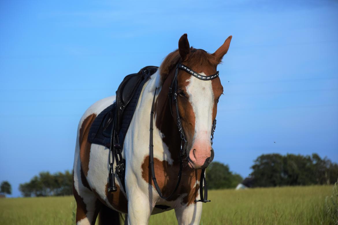 Anden særlig race Thusgaard's Yakari billede 6