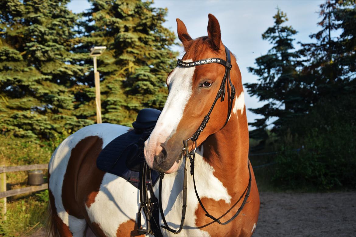 Anden særlig race Thusgaard's Yakari billede 2
