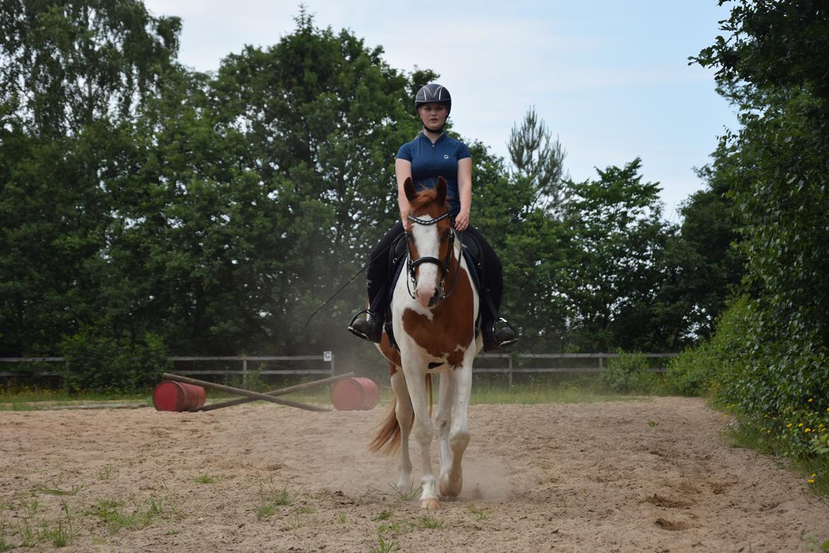 Anden særlig race Thusgaard's Yakari billede 8