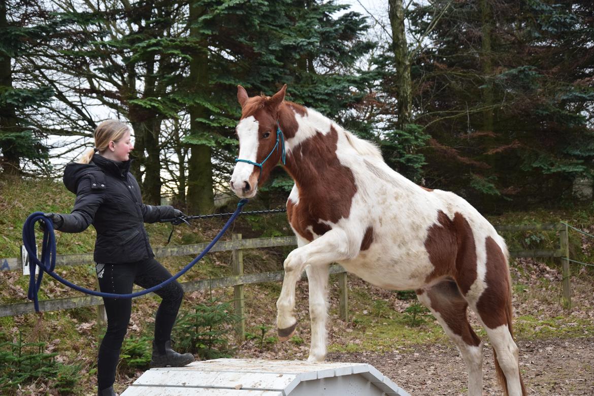 Anden særlig race Thusgaard's Yakari billede 16
