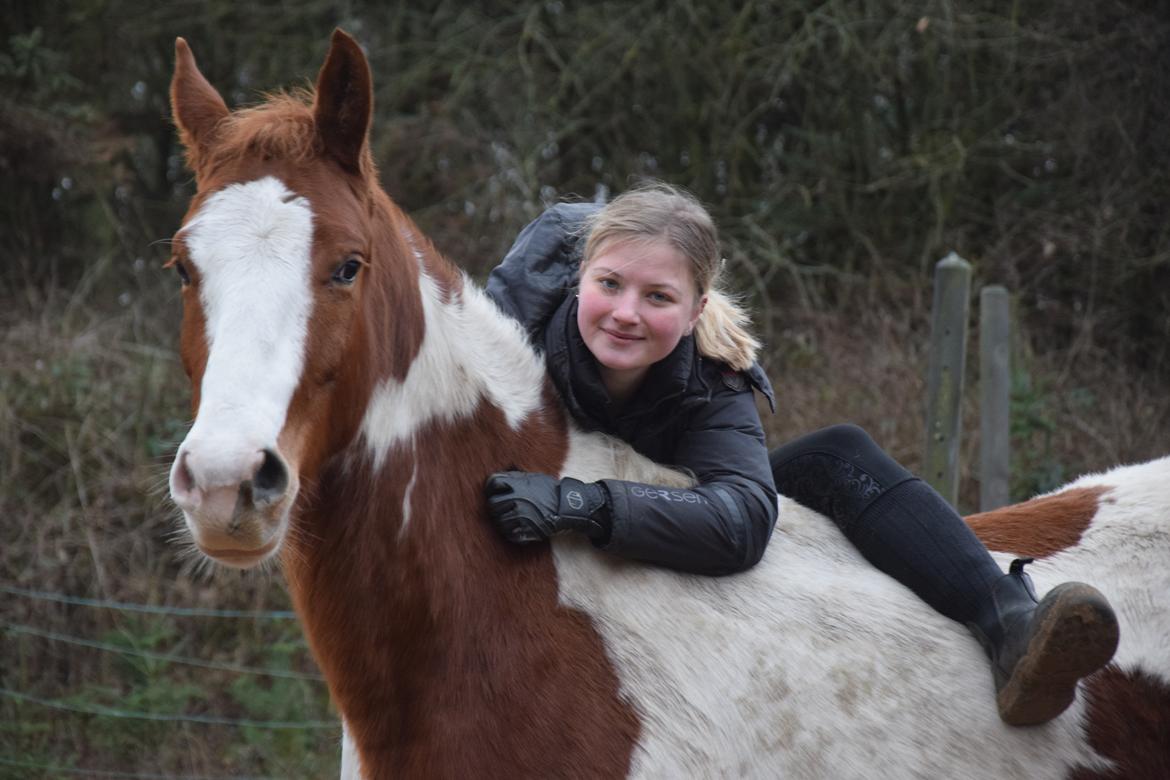 Anden særlig race Thusgaard's Yakari billede 17