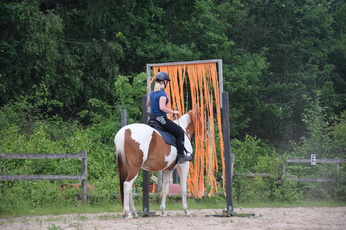 Anden særlig race Thusgaard's Yakari billede 11