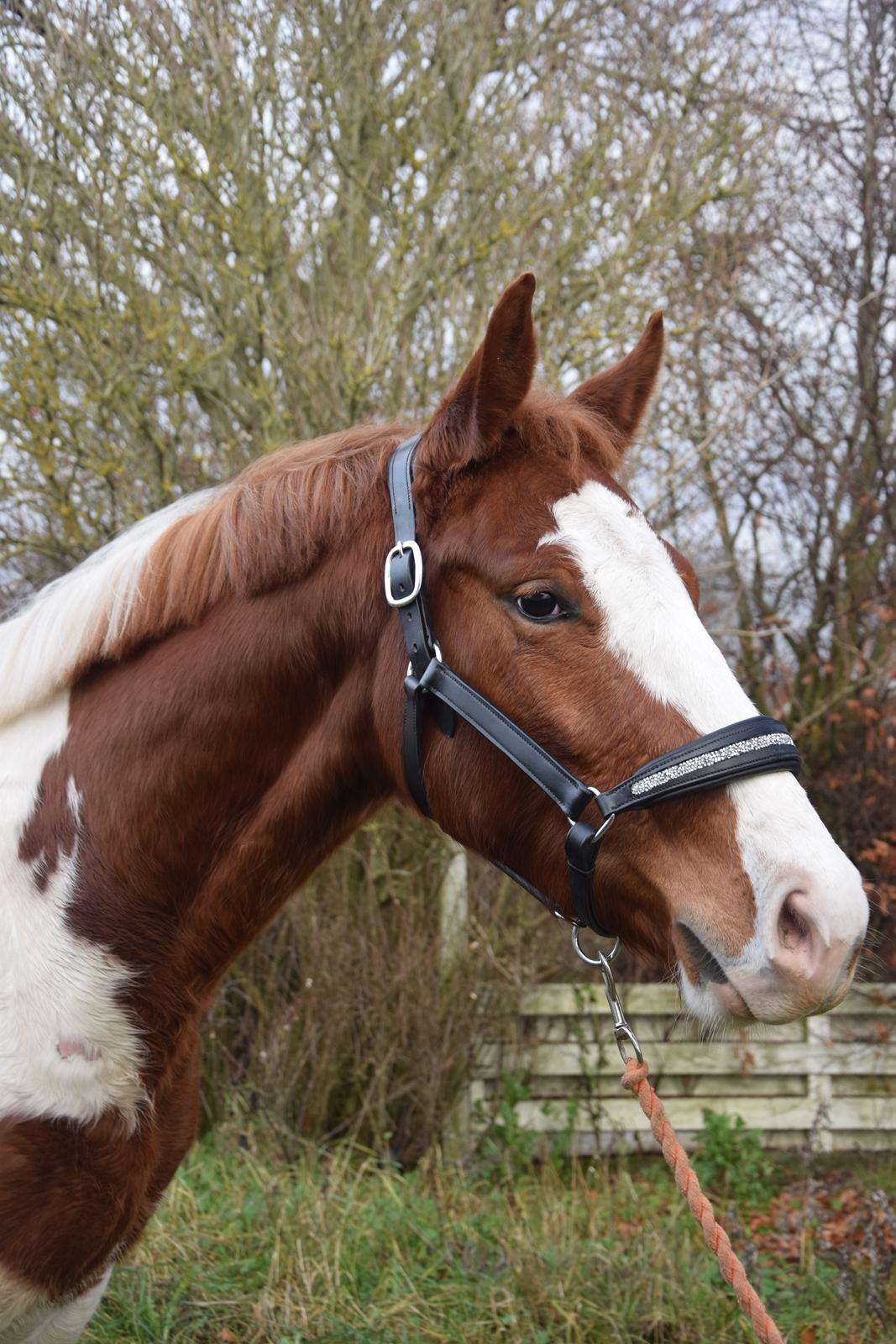 Anden særlig race Thusgaard's Yakari billede 15