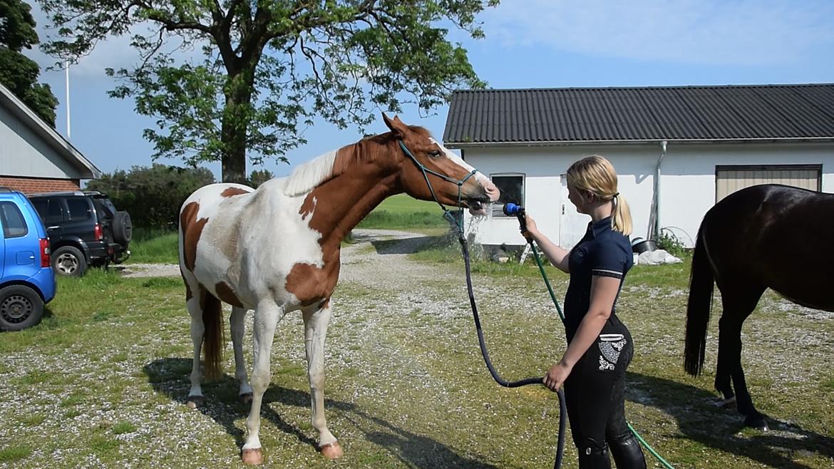 Anden særlig race Thusgaard's Yakari billede 13