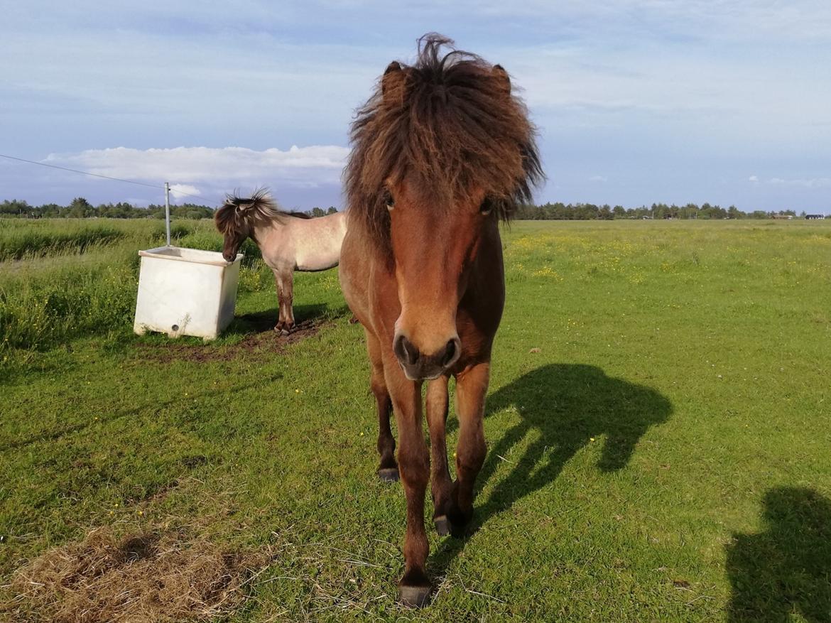 Islænder þokkabót fra Bakholm - 16/06-19 billede 9