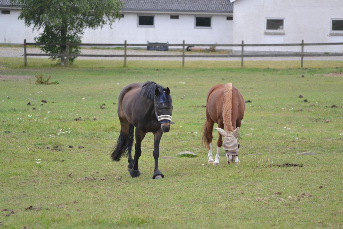 Anden særlig race Askepot billede 21
