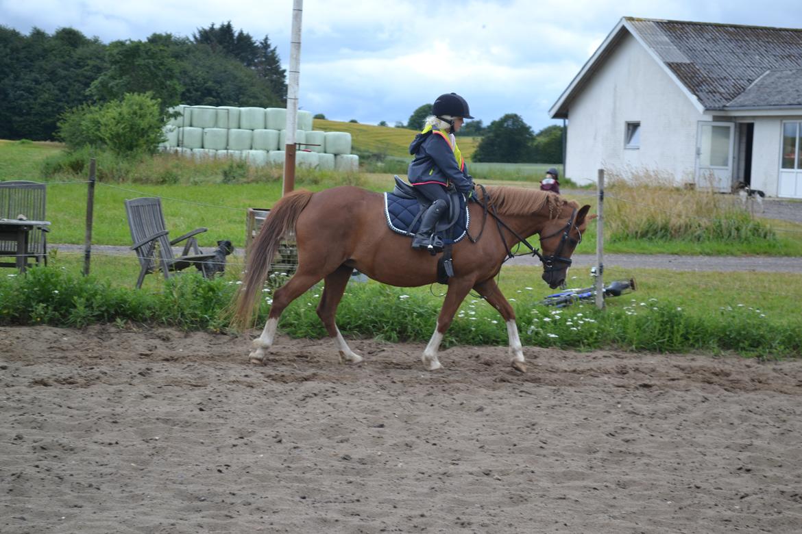 Anden særlig race Askepot billede 2