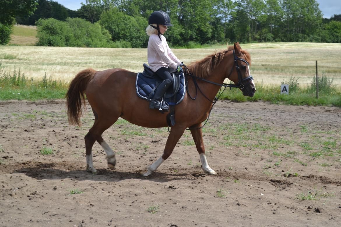 Anden særlig race Askepot billede 23