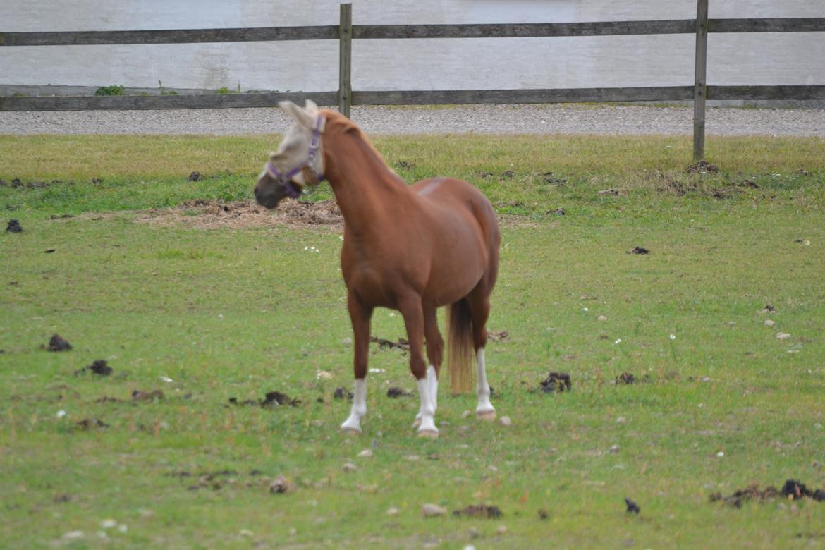Anden særlig race Askepot billede 25