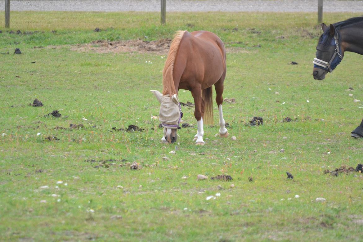 Anden særlig race Askepot billede 26