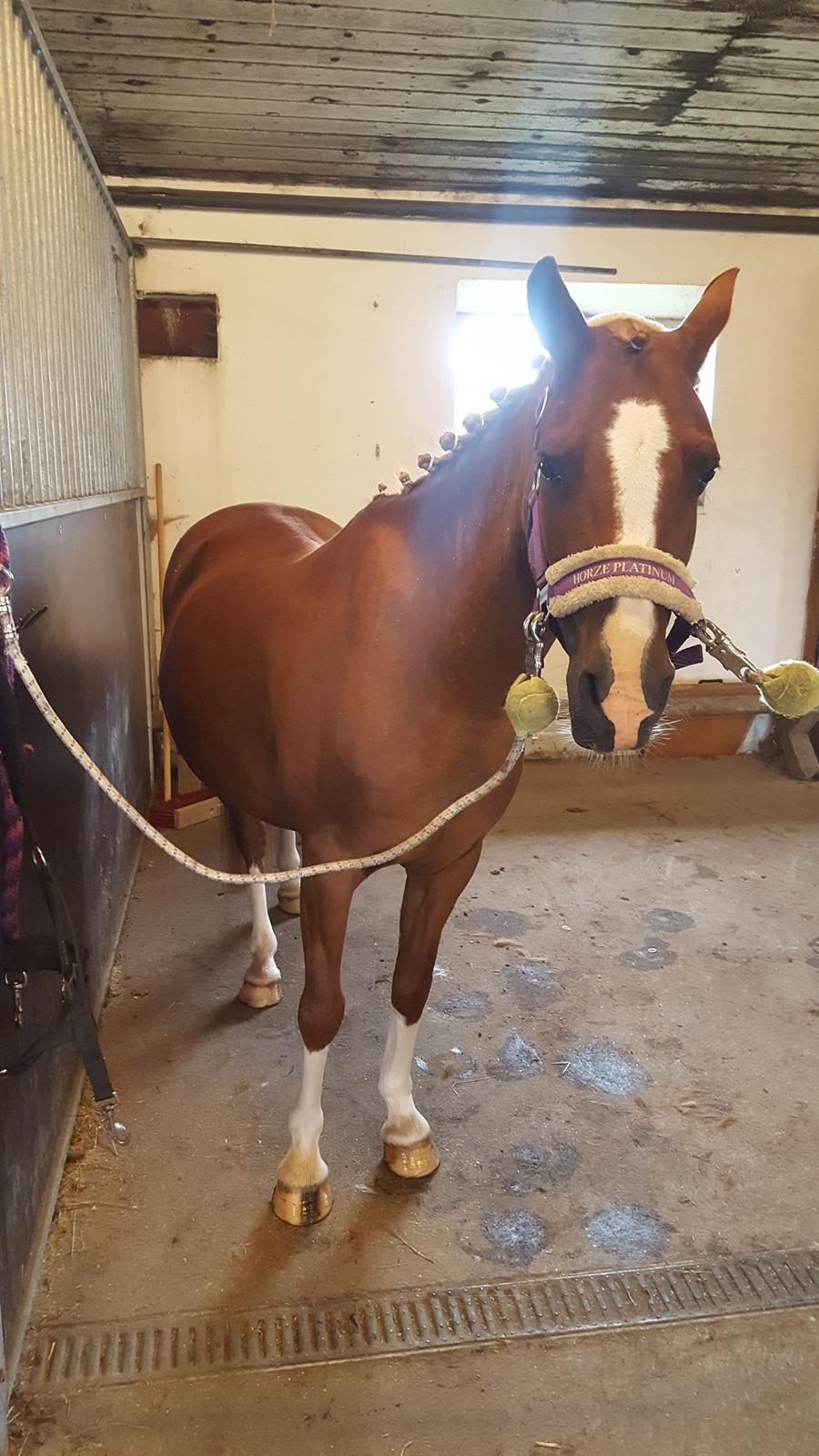 Anden særlig race Askepot billede 31