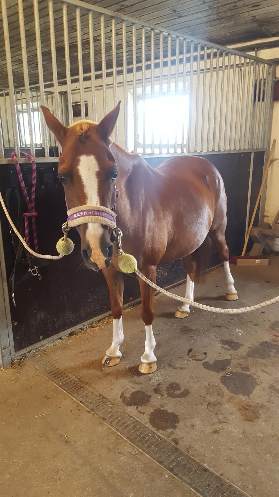 Anden særlig race Askepot billede 27