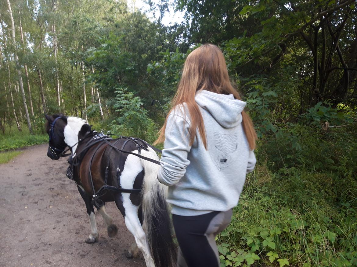 Anden særlig race Plet billede 2