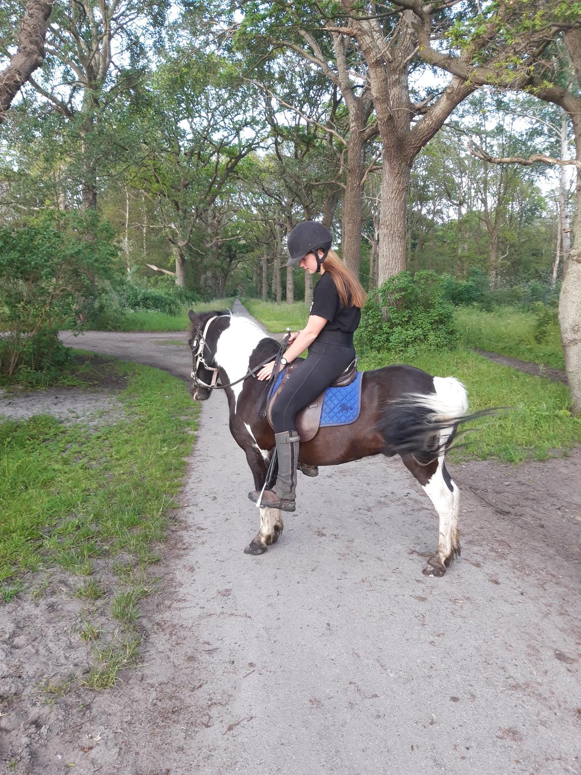 Anden særlig race Plet billede 4