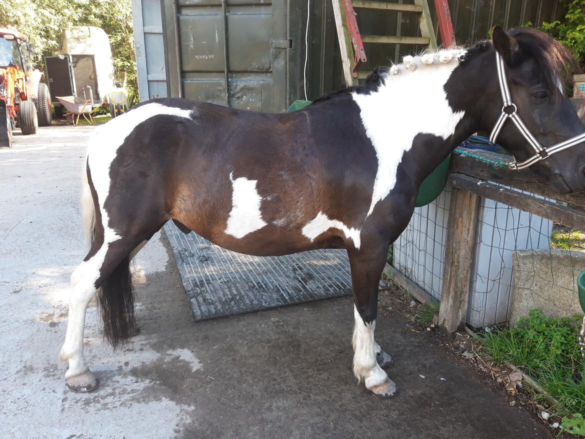 Anden særlig race Plet billede 5