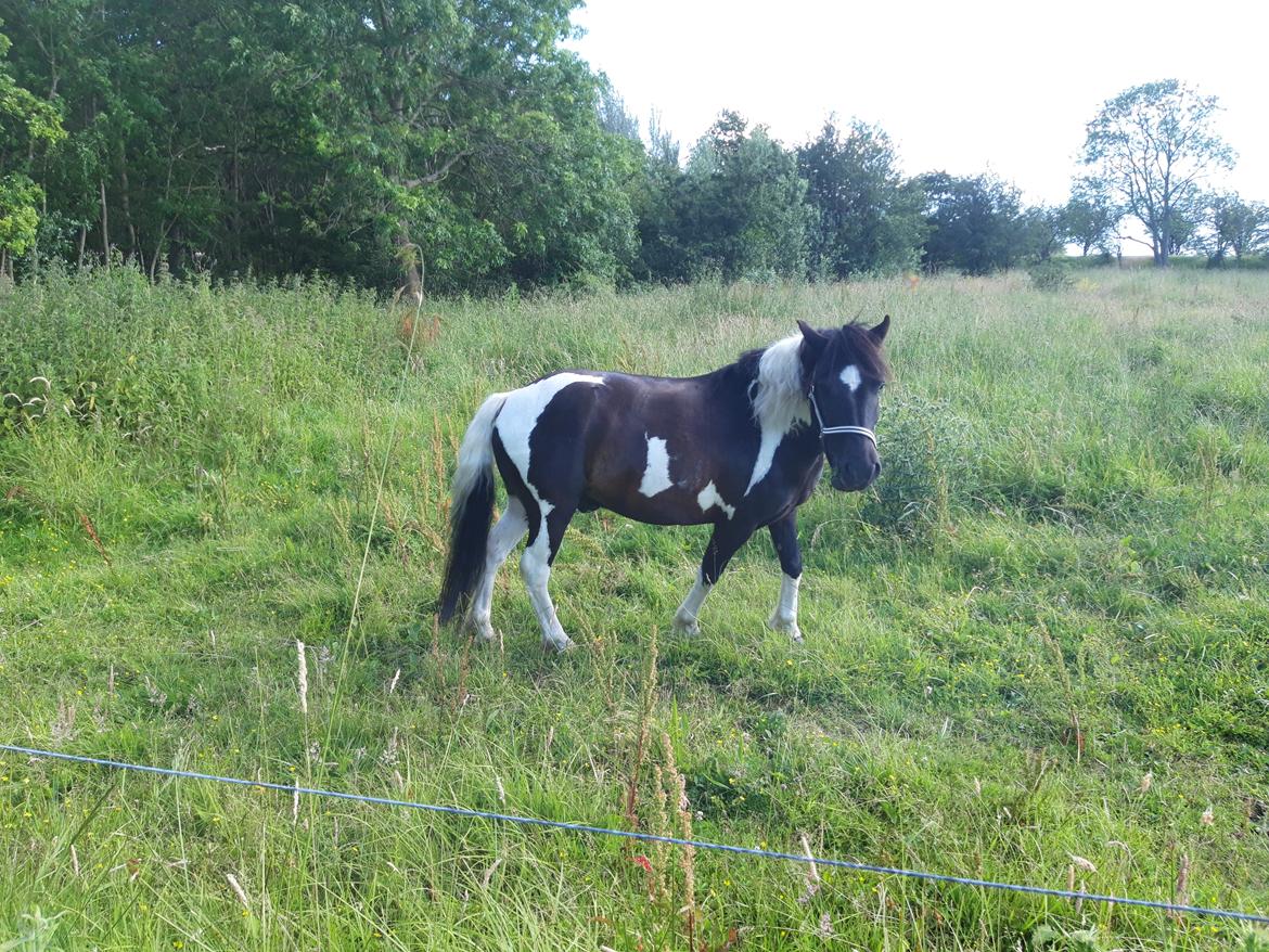 Anden særlig race Plet billede 6