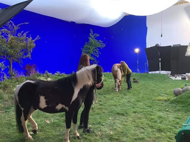 Anden særlig race Plet billede 7