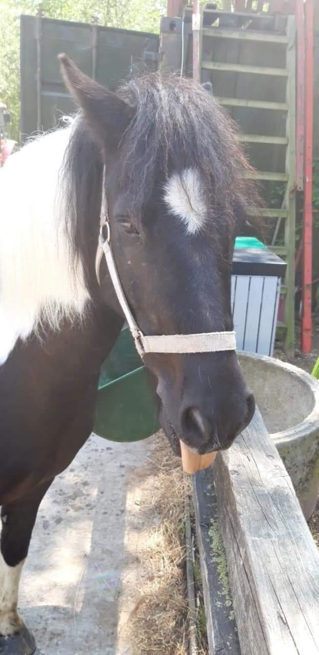 Anden særlig race Plet billede 8