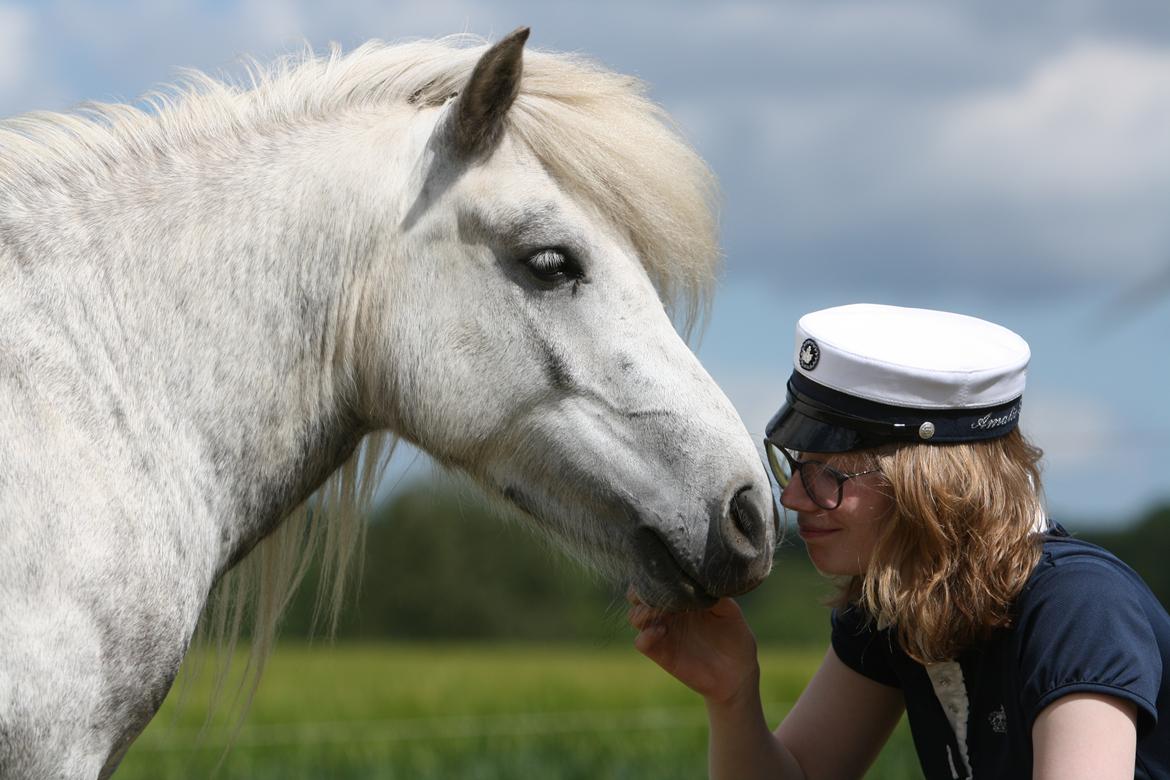 Shetlænder Bådsgårds Bolero (Lero) - Billedet er taget af Elene Miella Photography billede 11