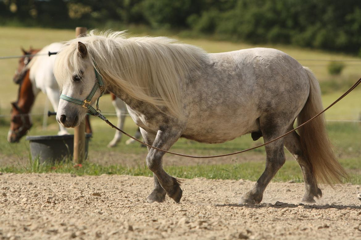 Shetlænder Bådsgårds Bolero (Lero) - Billedet er taget af Elene Miella Photography billede 6