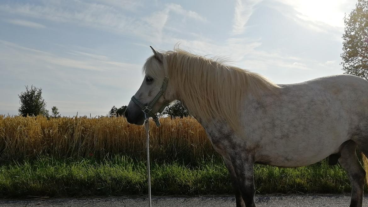 Shetlænder Bådsgårds Bolero (Lero) billede 7