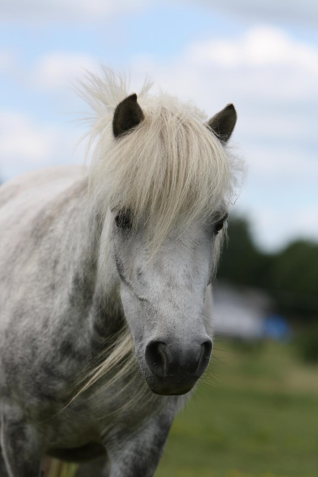 Shetlænder Bådsgårds Bolero (Lero) - Billedet er taget af Elene Miella Photography billede 17