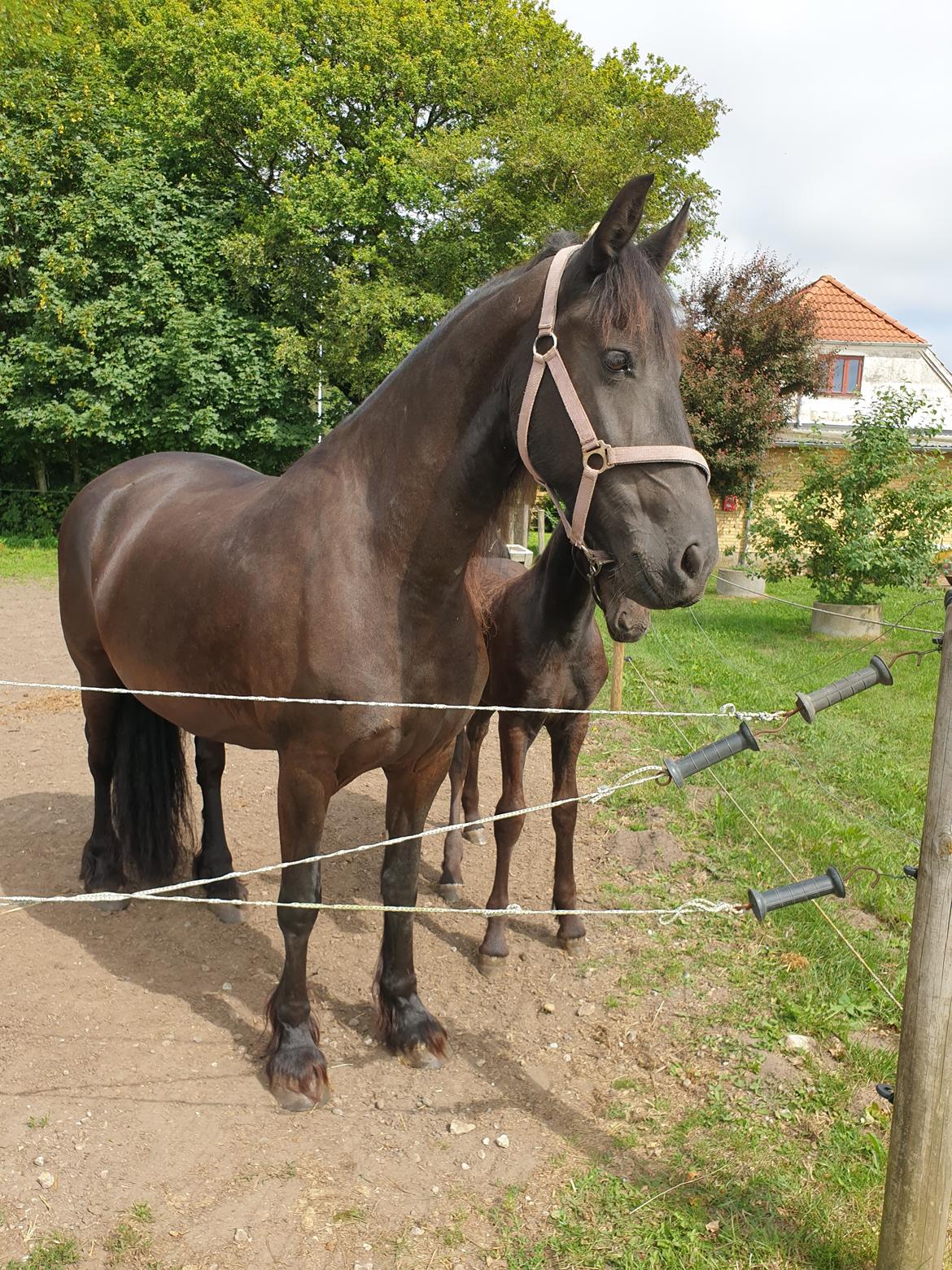 Frieser Elbrich fan Oostenburg STER billede 29