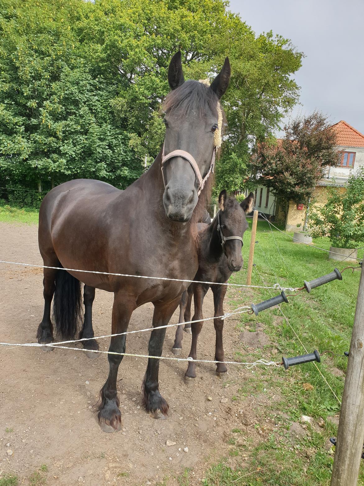Frieser Elbrich fan Oostenburg STER billede 28