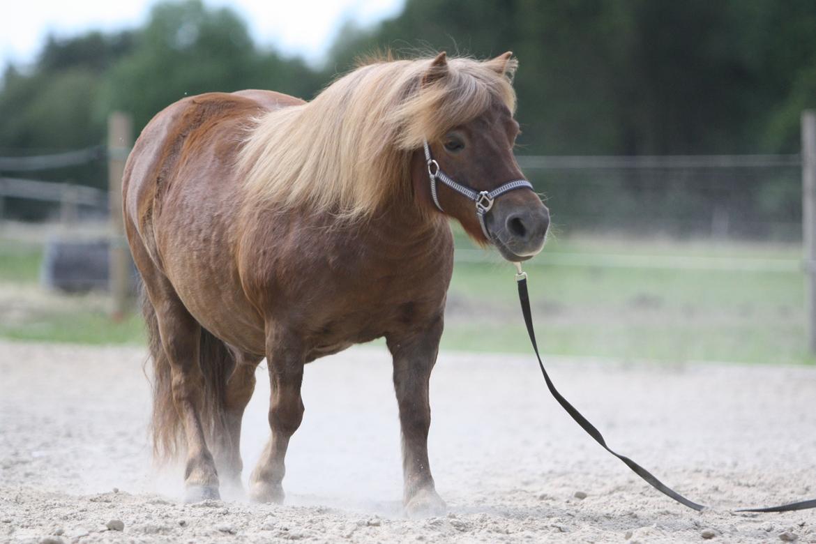 Shetlænder Bådsgårds Baronesse (Nesse) - Billedet er taget af Elene Miella Photography. billede 20