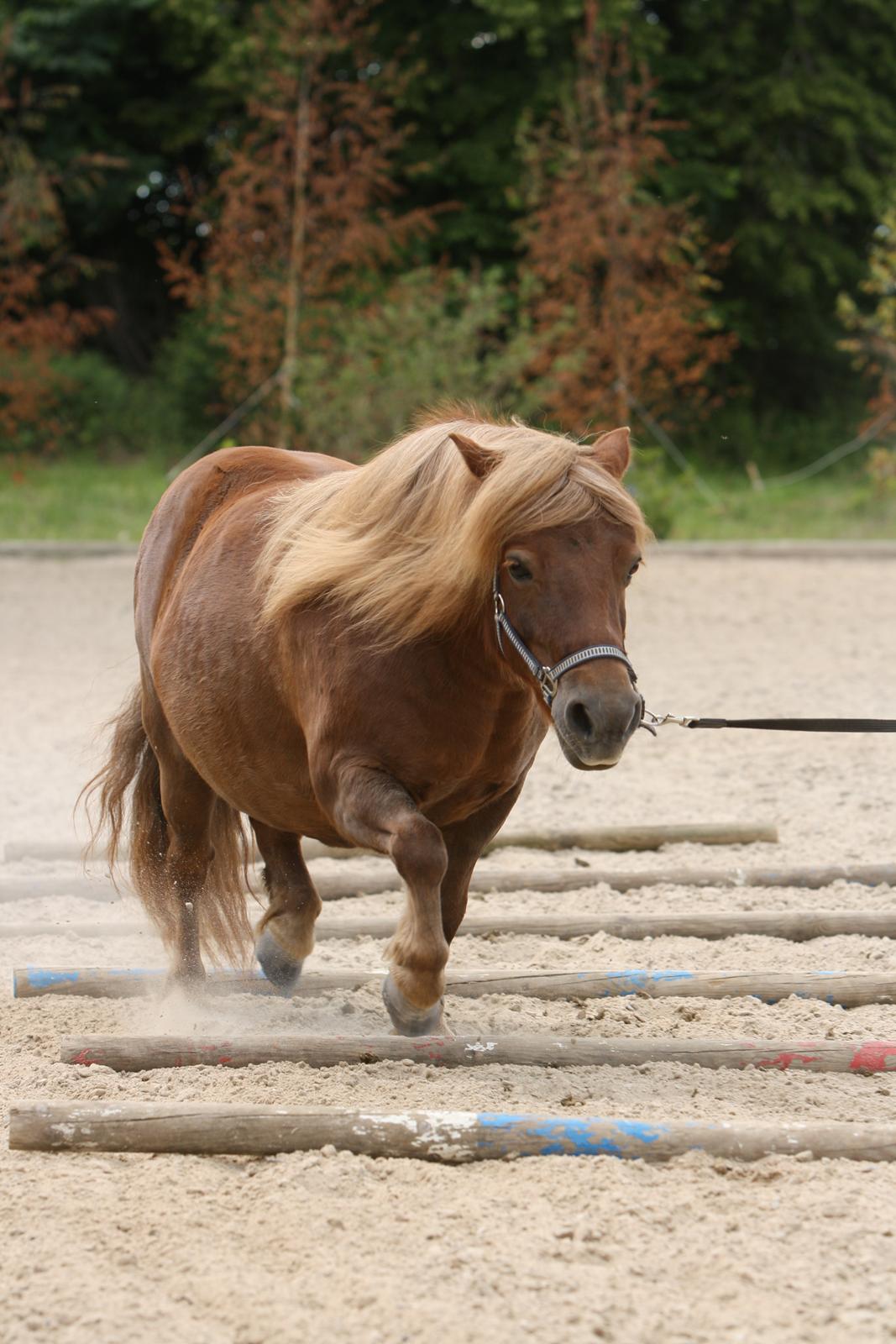 Shetlænder Bådsgårds Baronesse (Nesse) - Billedet er taget af Elene Miella Photography. billede 15