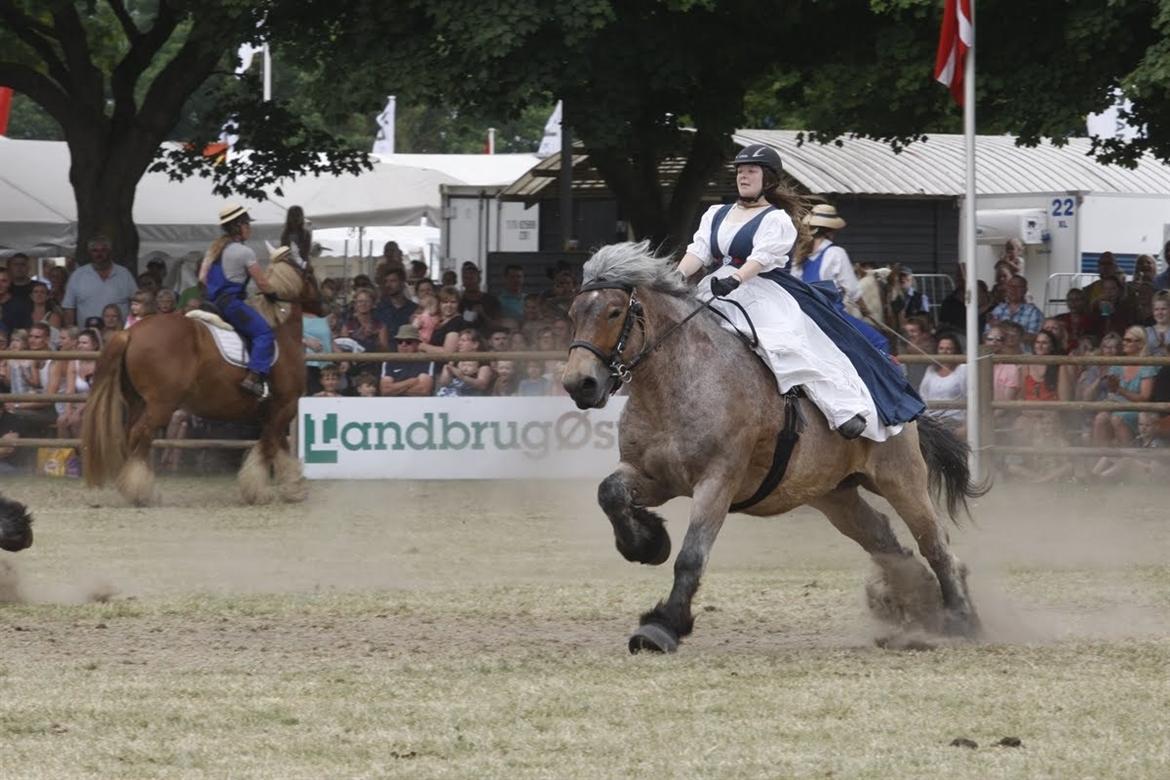 Belgier Beatrice af Skelmosegaard billede 1