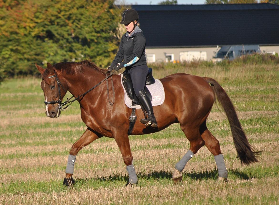 Tysk Oldenburger De Rubin billede 2