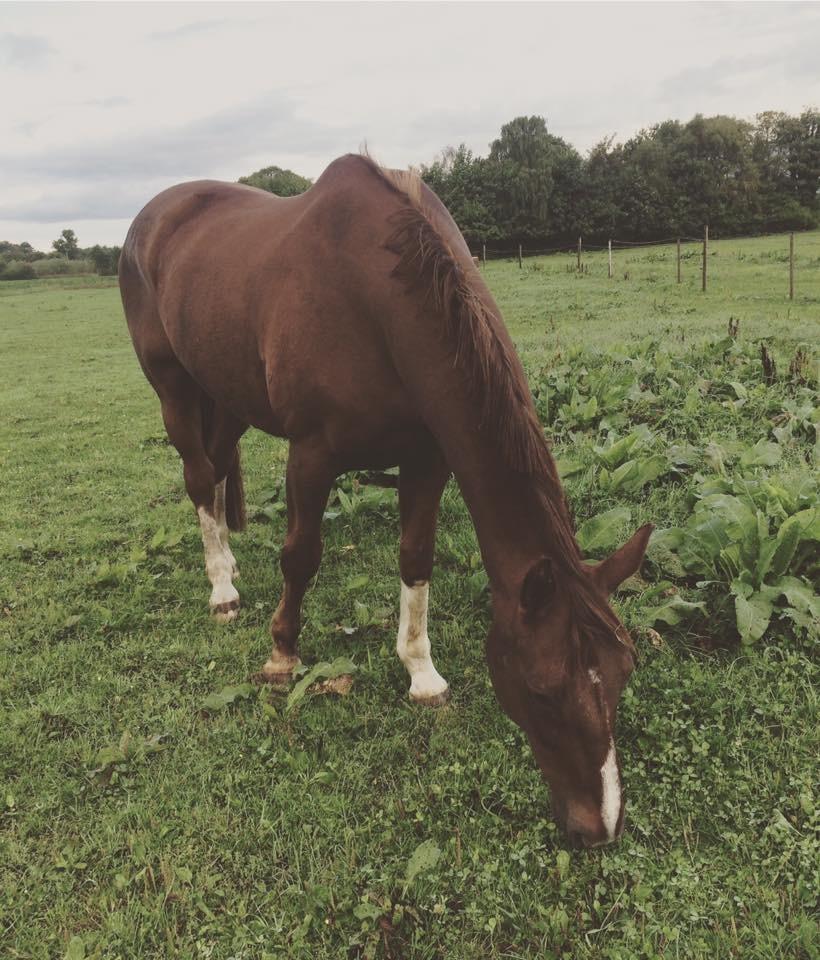 Tysk Oldenburger De Rubin billede 6
