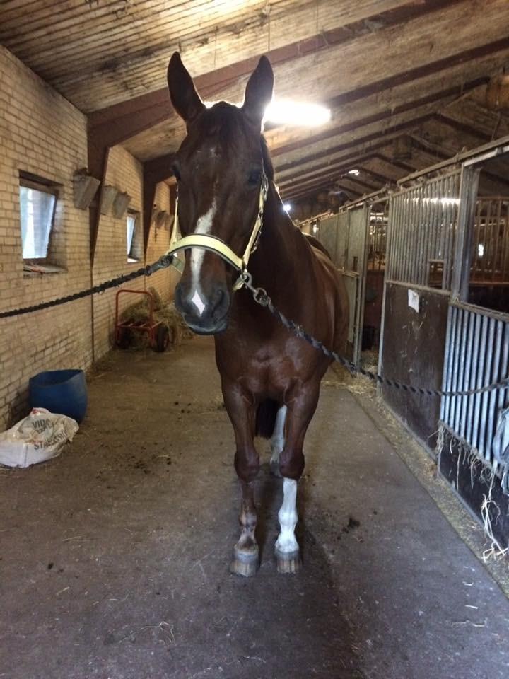 Tysk Oldenburger De Rubin billede 8