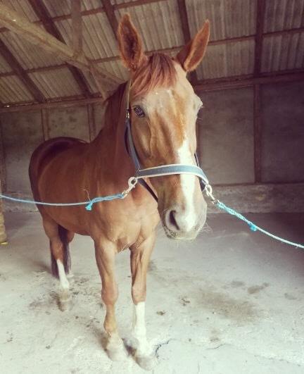 Tysk Oldenburger De Rubin billede 10