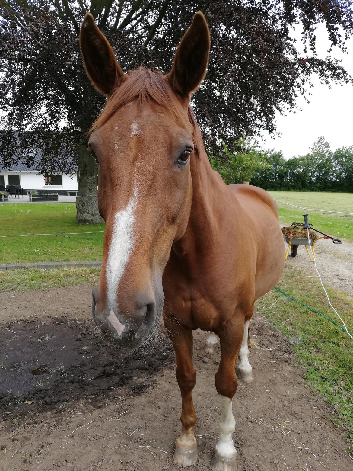 Tysk Oldenburger De Rubin billede 12