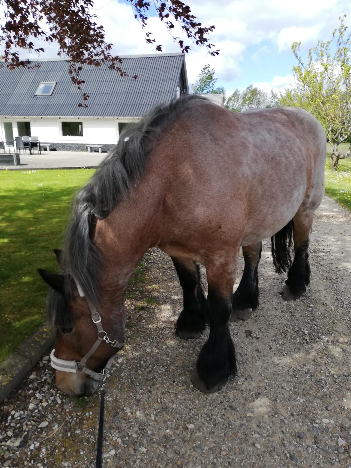 Belgier Arthur billede 15