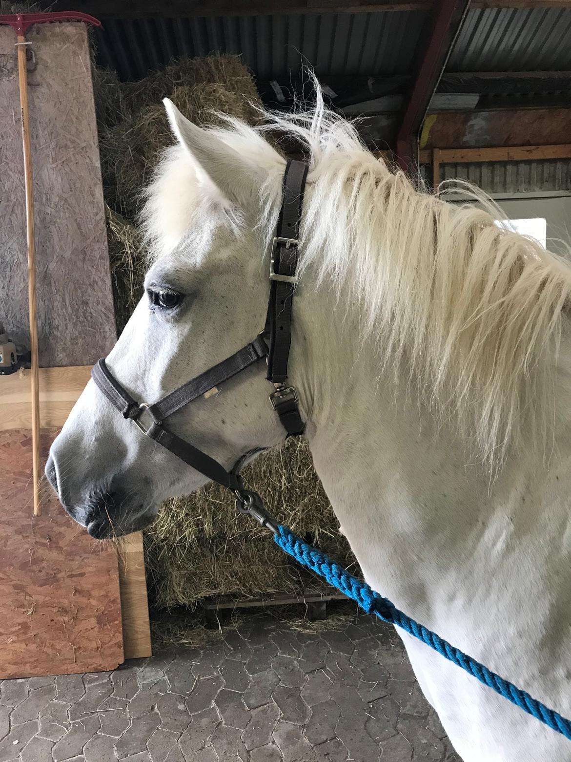 Islænder Sunna fra Tobro Å (Himmelhest) billede 11