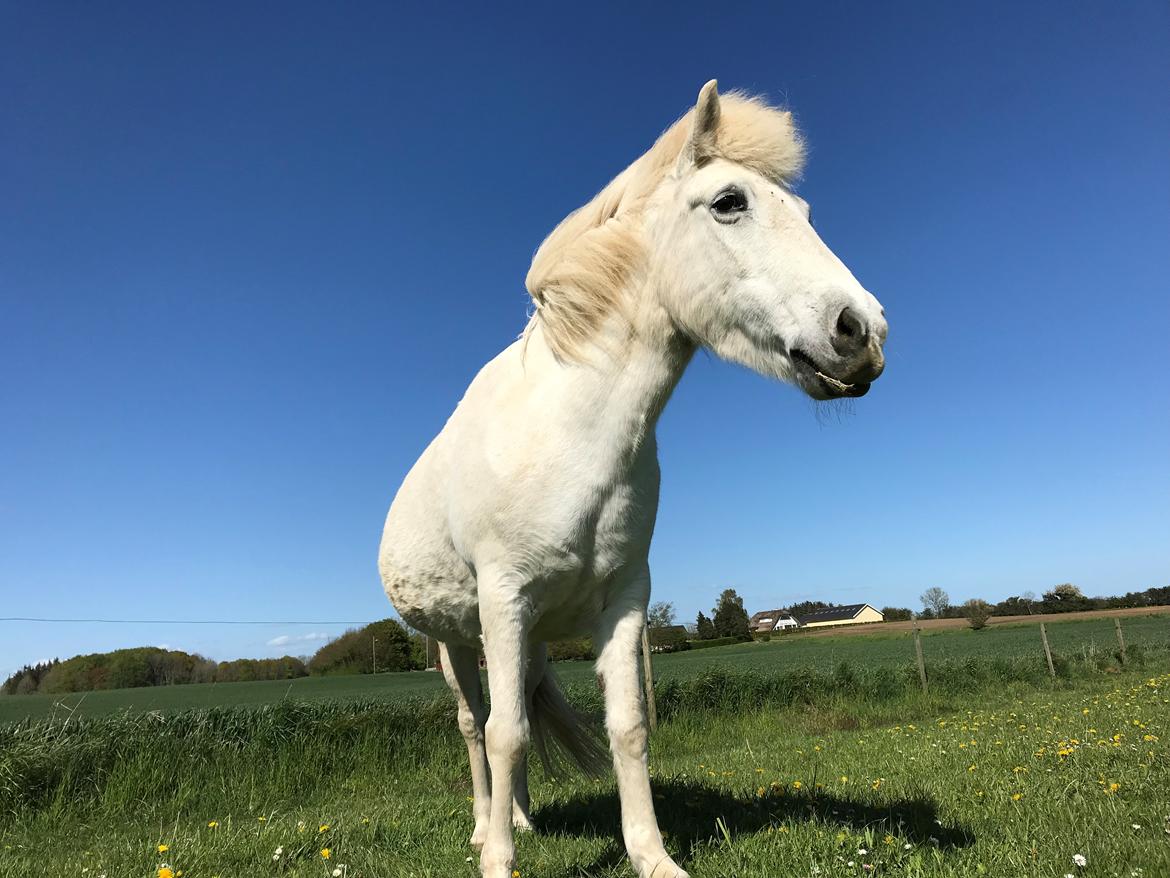 Islænder Sunna fra Tobro Å (Himmelhest) billede 14