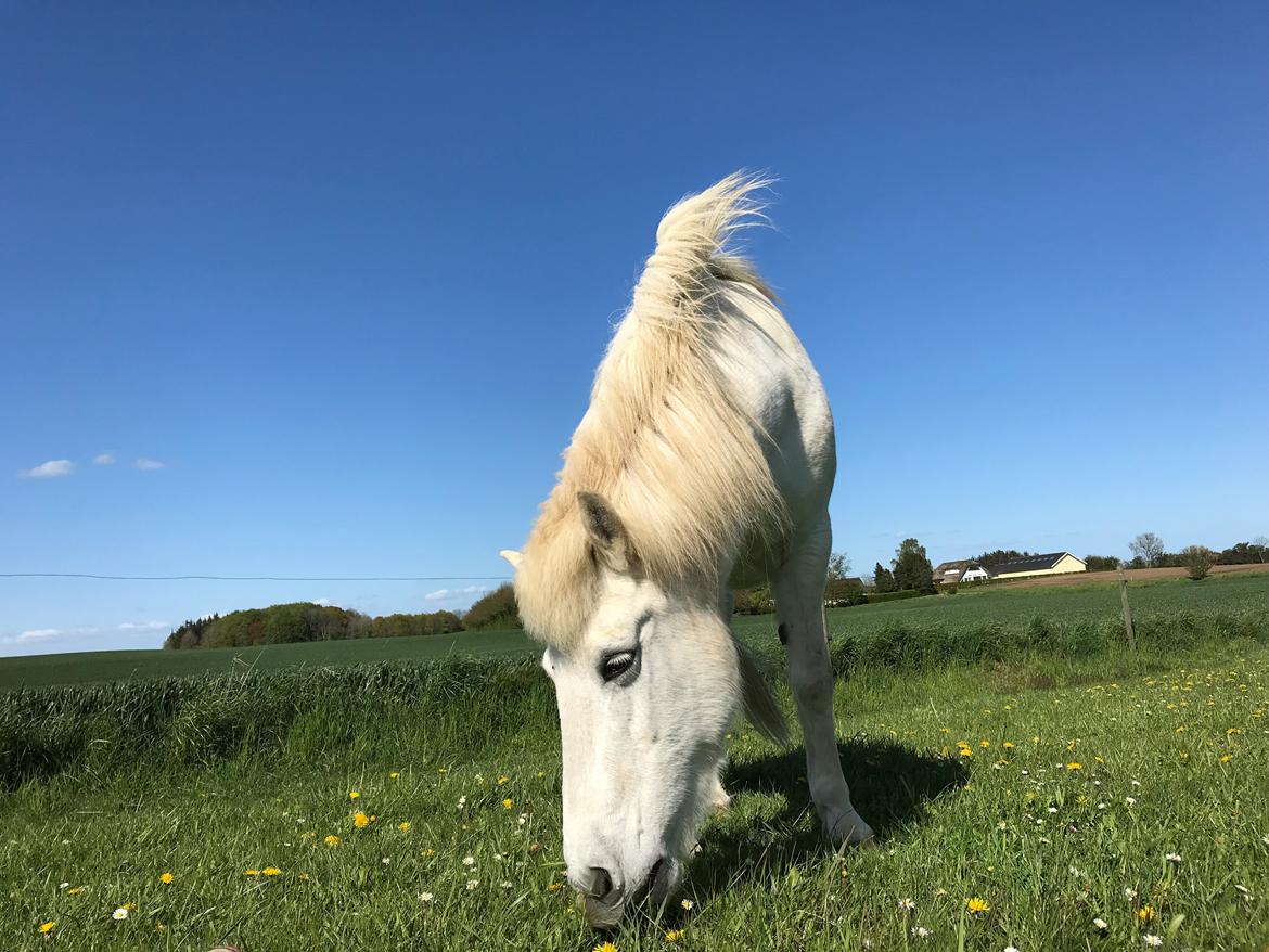 Islænder Sunna fra Tobro Å (Himmelhest) billede 15