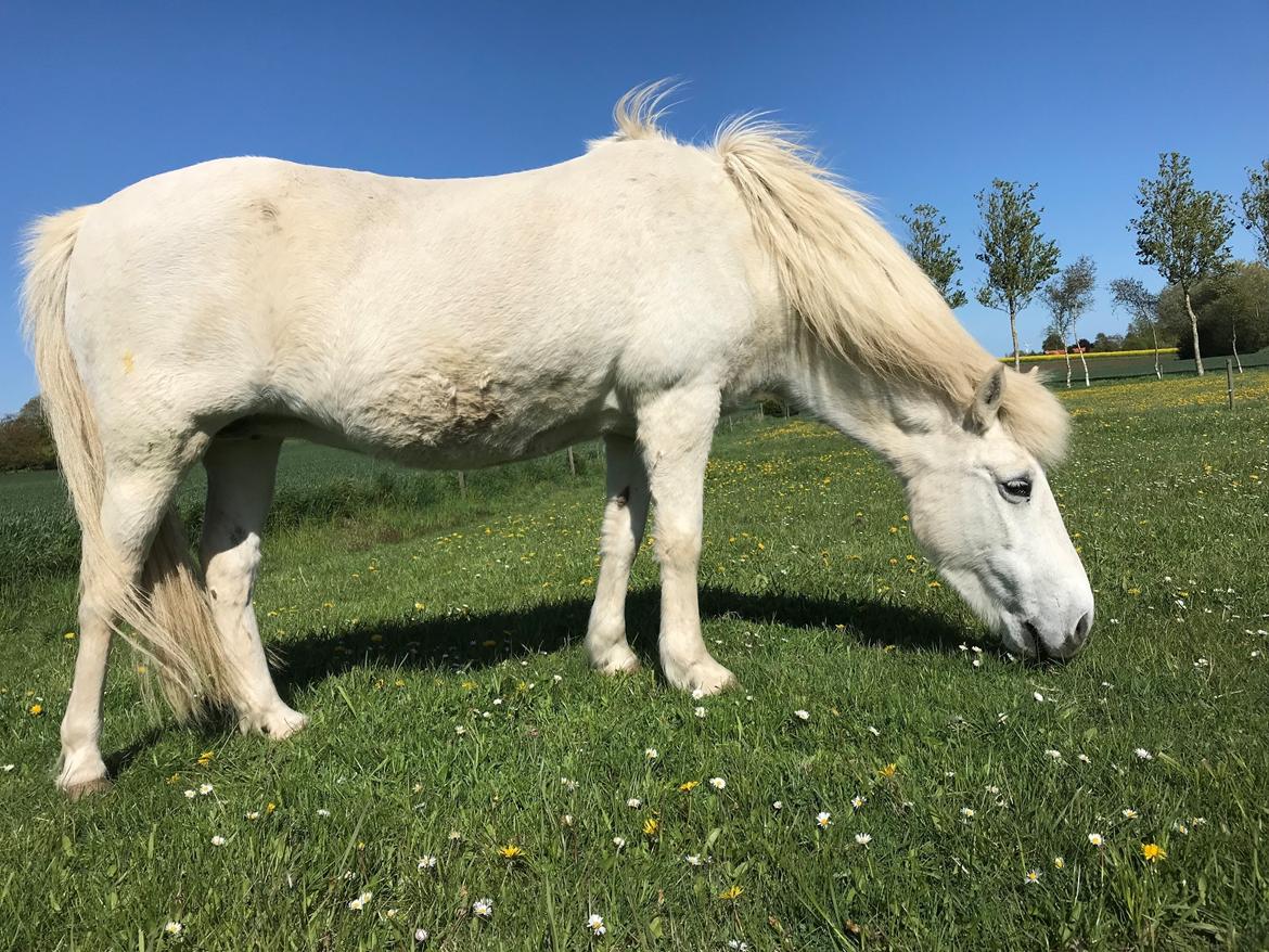Islænder Sunna fra Tobro Å (Himmelhest) billede 17
