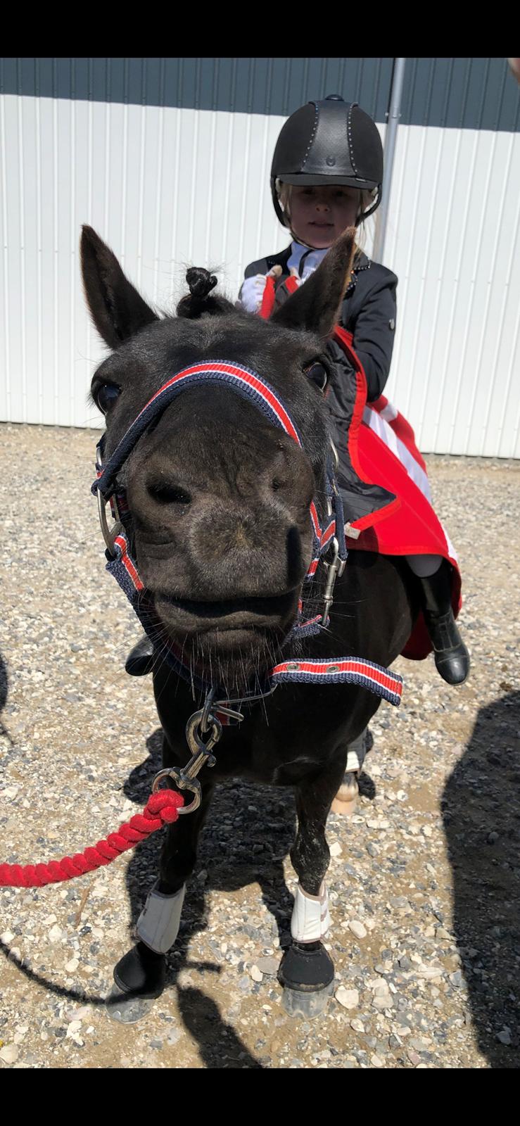 Anden særlig race Felix billede 18