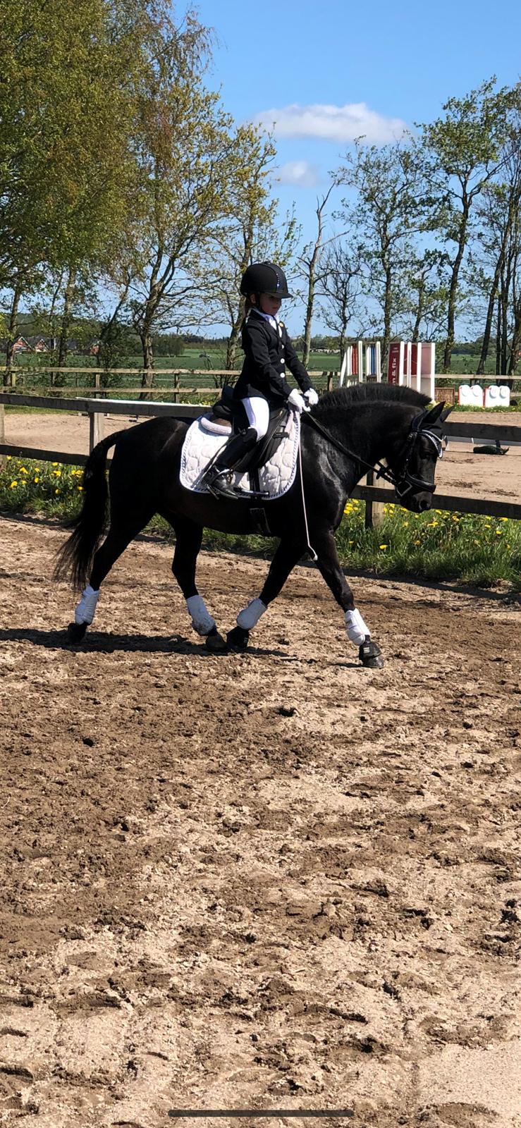 Anden særlig race Felix billede 20